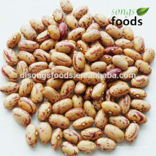 light speckled kidney beans 2013 long shape,pulses